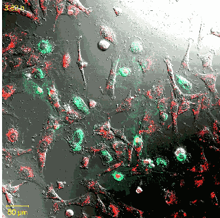 4.gif