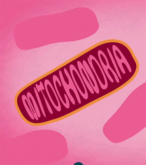 5.gif